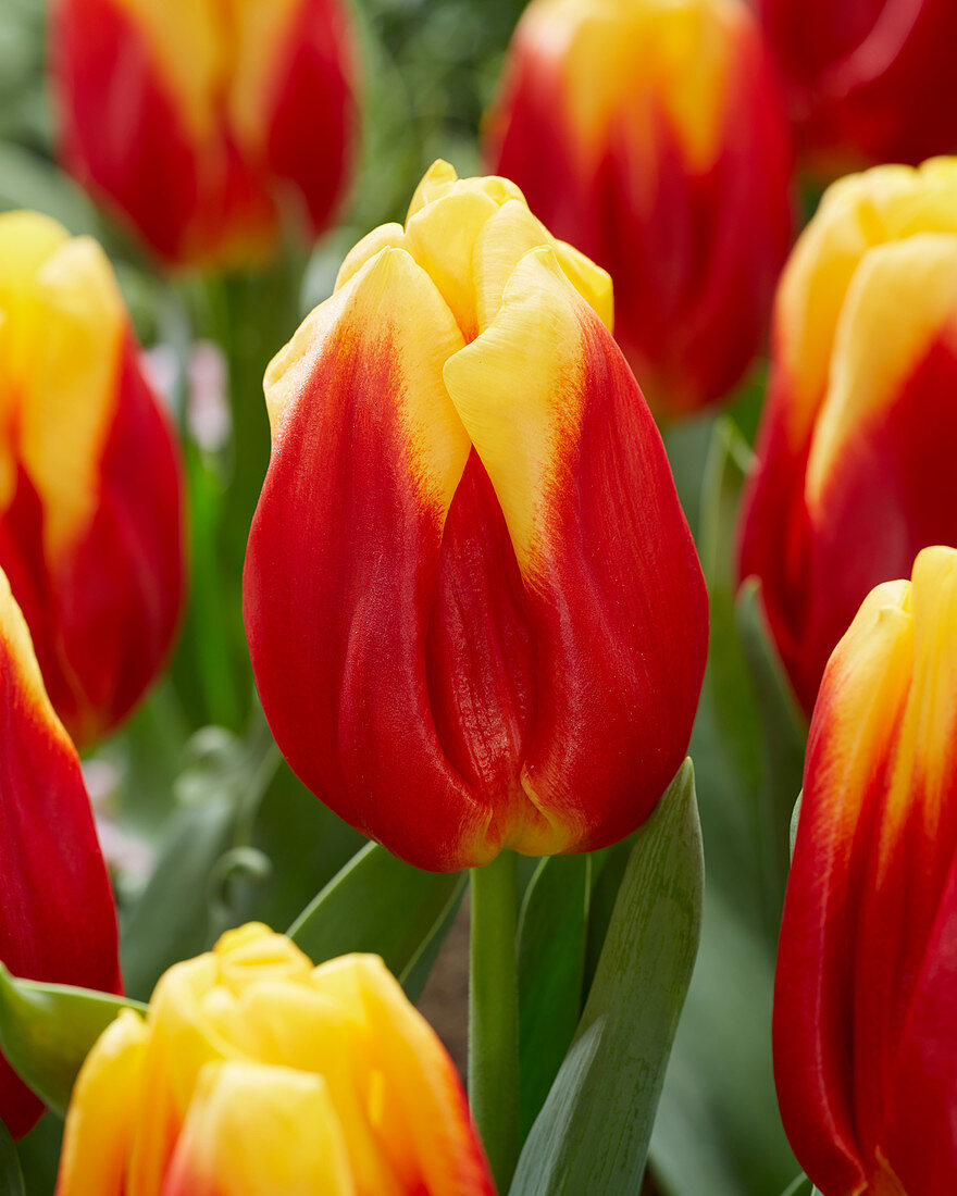 Tulipa mutant Ice Lolly