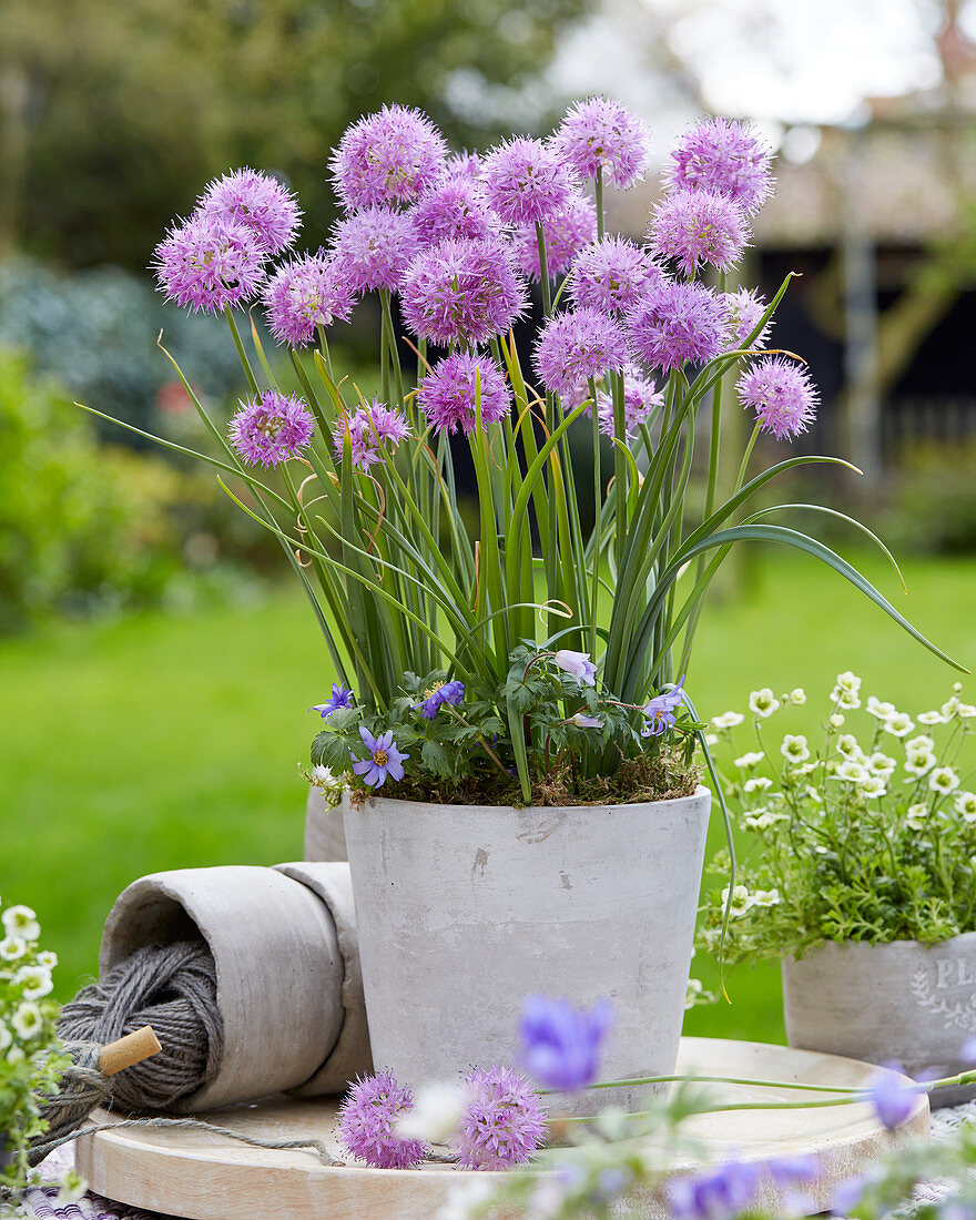 Allium Rosy Dream