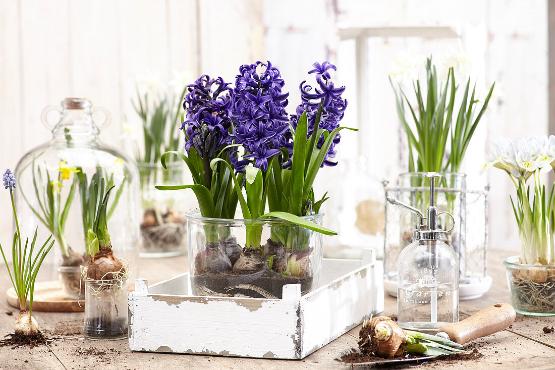 Hyacinthus purple