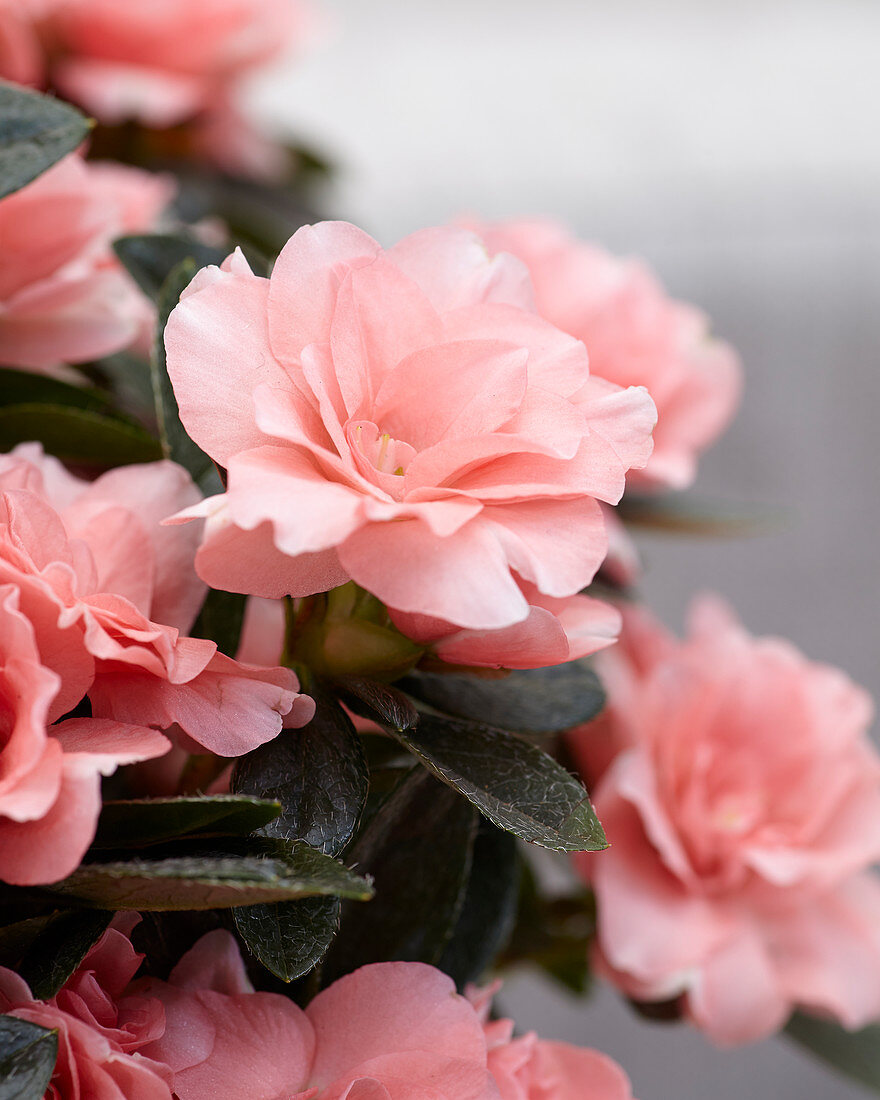 Rhododendron simsii 'Aiko Pink'