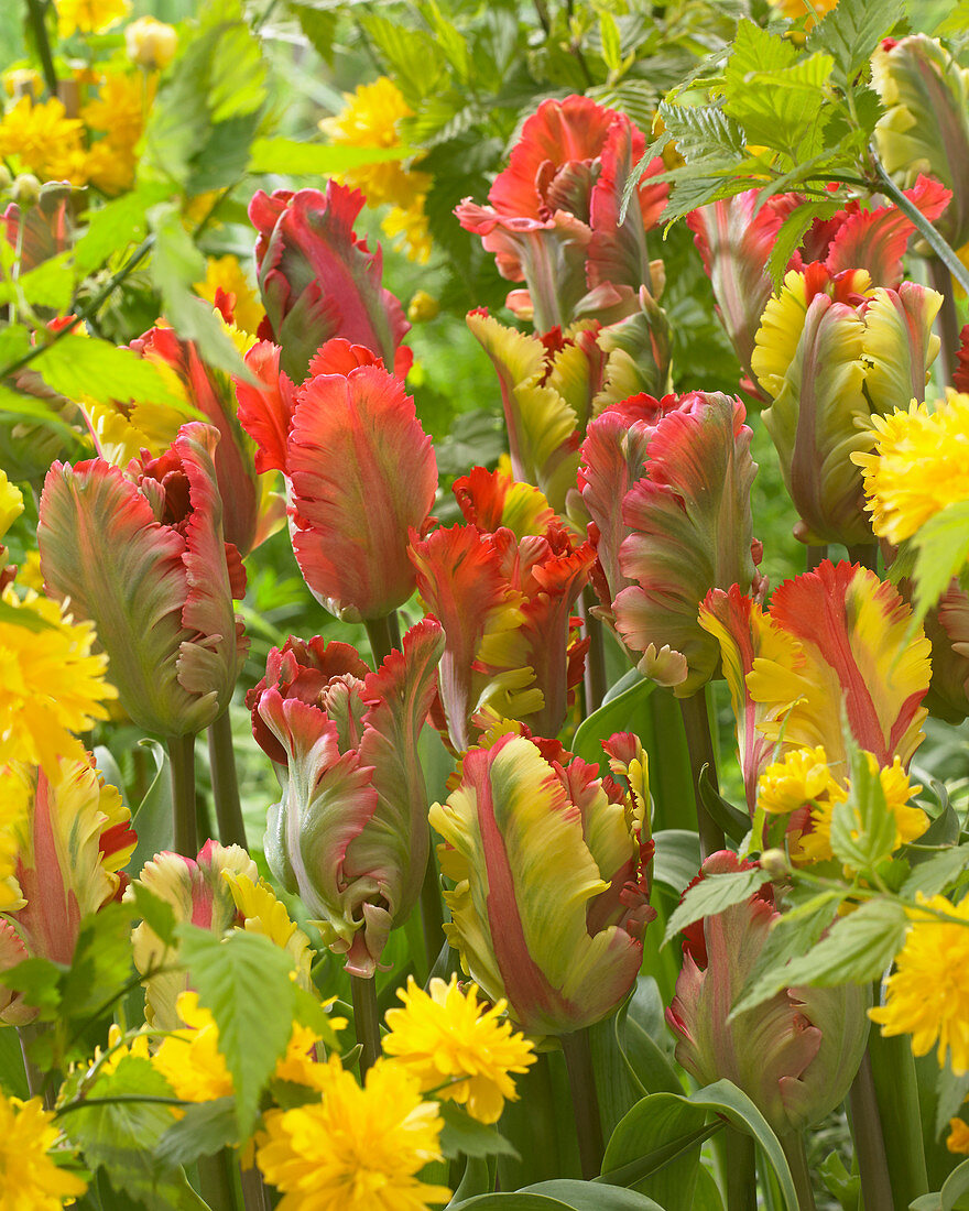 Tulipa Flaming Parrot, Tulipa Garden Fire