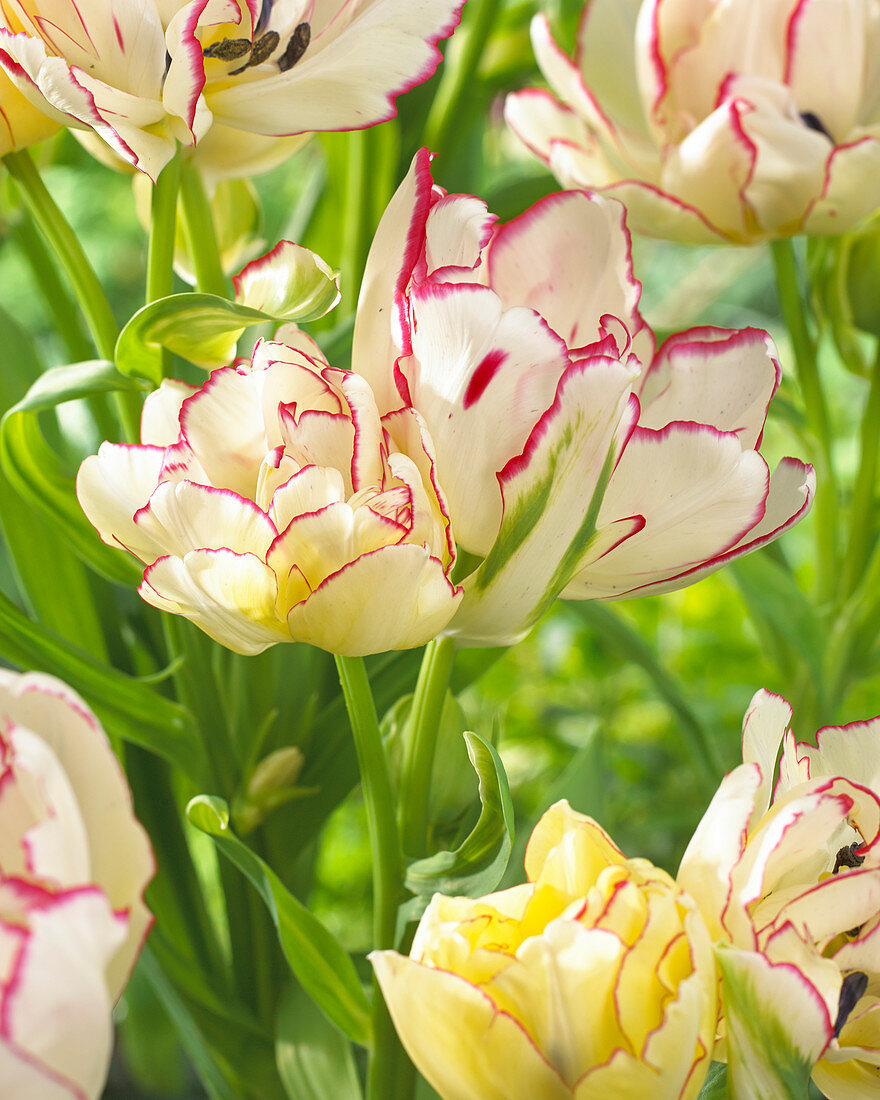 Tulipa 'Belicia'