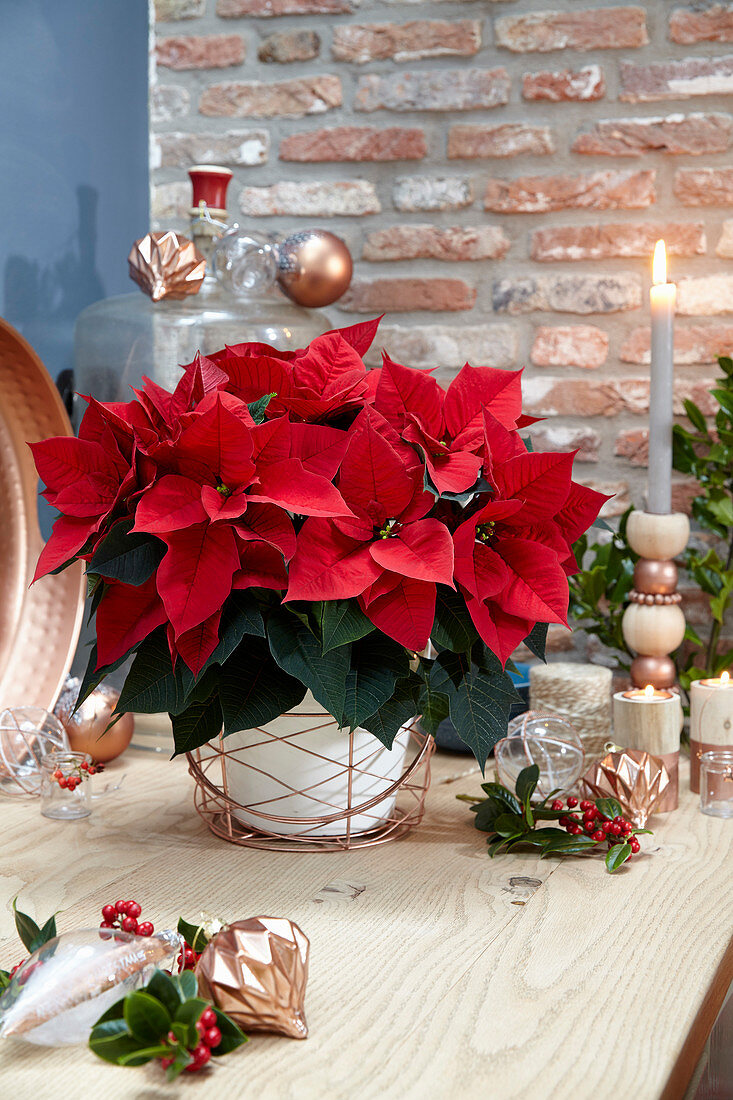 Poinsettia Blissful