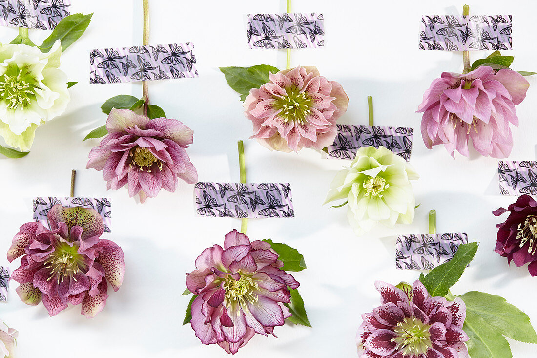 Helleborus flowers