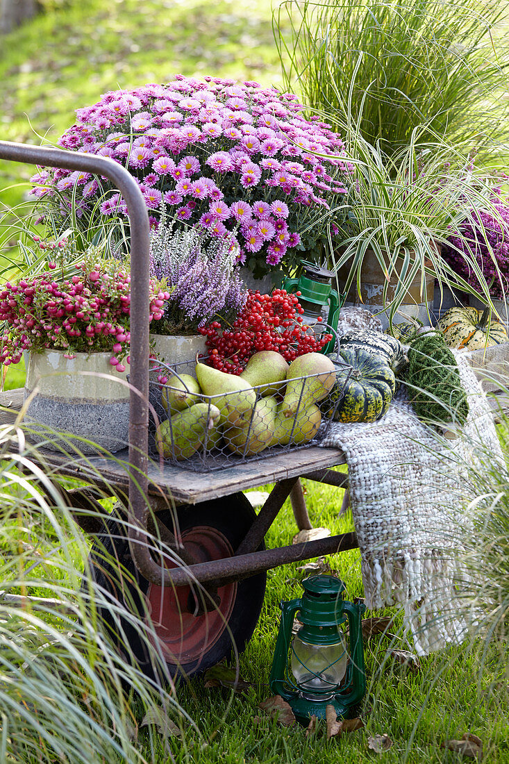 Summer collection on wheelbarrow