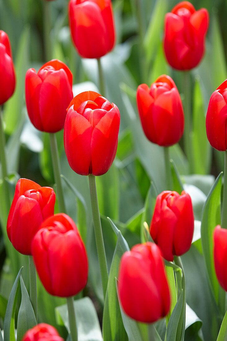 Tulipa Red Label