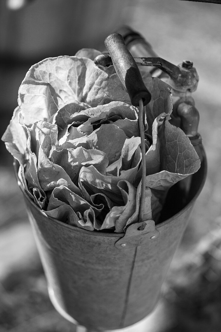 Fresh lettuce in a metal bucket