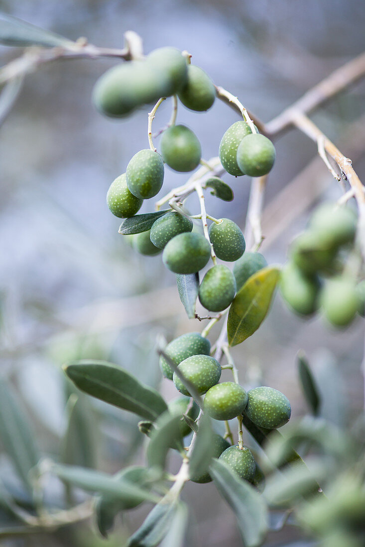 Olives on the branch