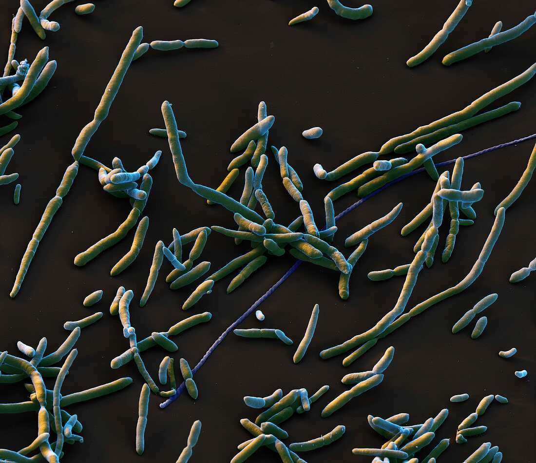 Aeromonas hydrophila bacteria, SEM