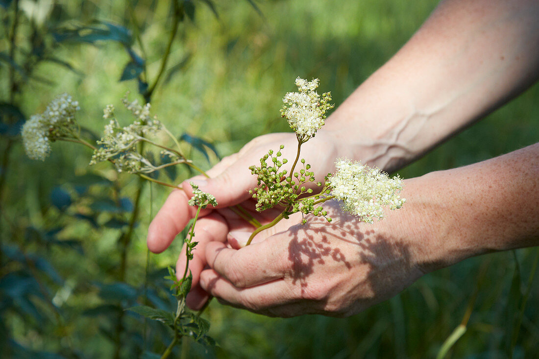 Hands picking flowering meadowsweet