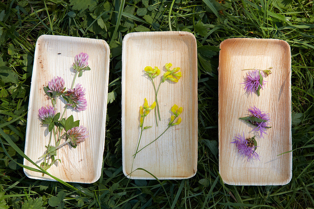 Frisch gepflückte Wildblumen sortiert in drei Holzschalen