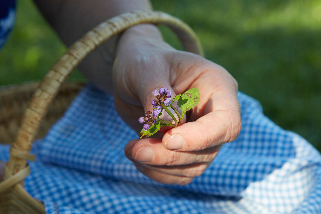 A hand holding a freshly plucked prunella blossom