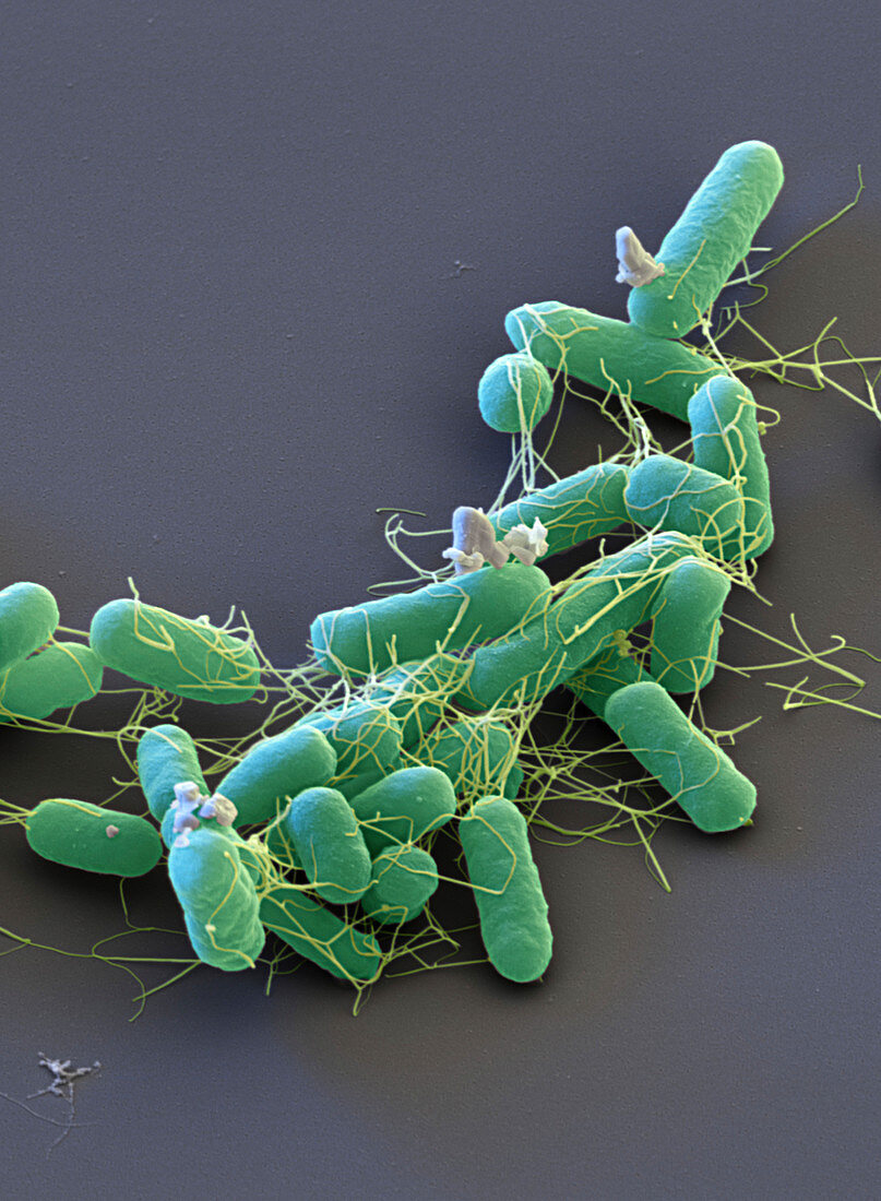 Salmonella enterica bacteria, SEM