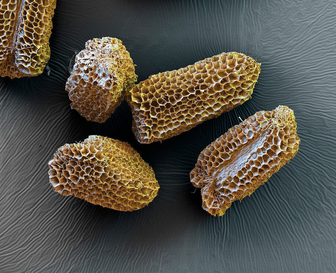 Foxglove (Digitalis purpurea) seeds, SEM