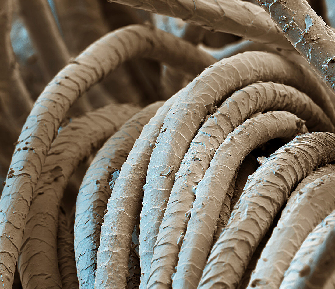 Wool fibres, SEM