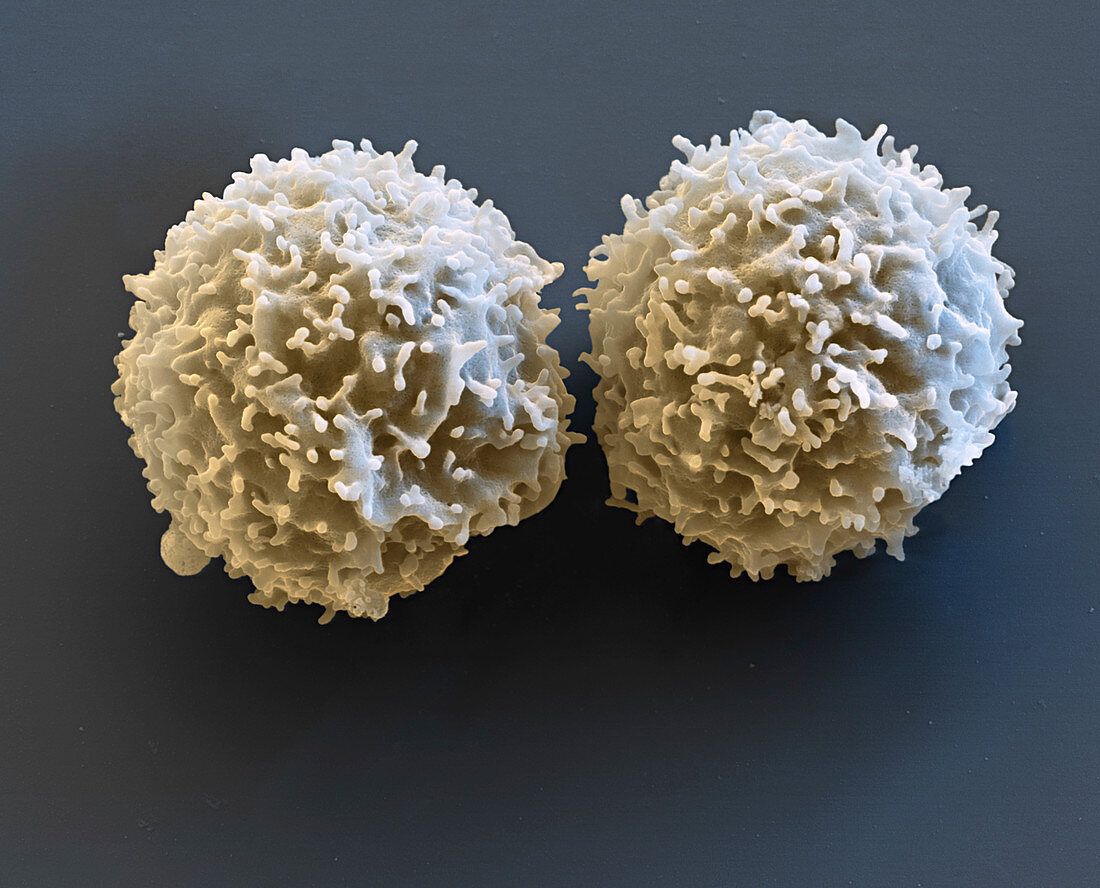 T lymphocyte white blood cells, SEM