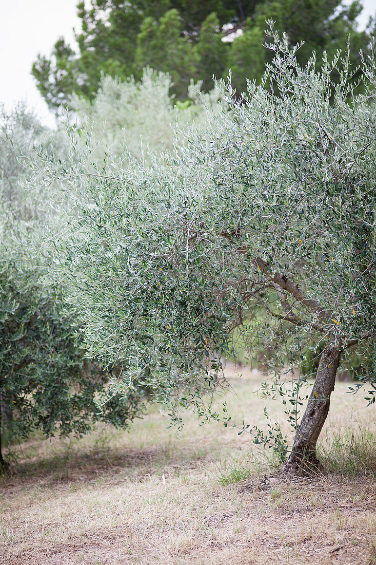 Olive tree