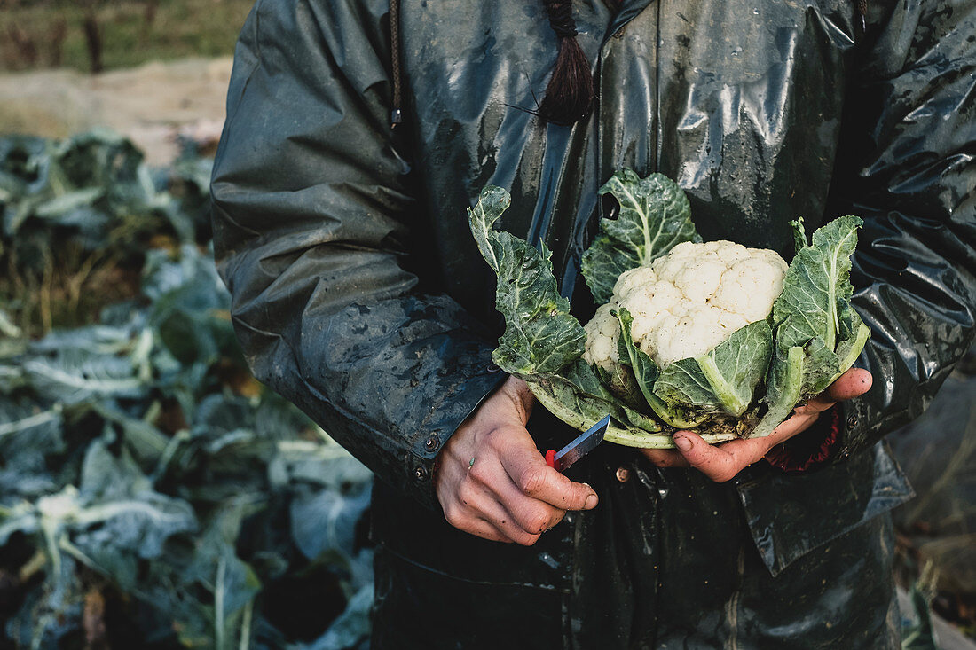 Person holding freshly harvested cauliflower