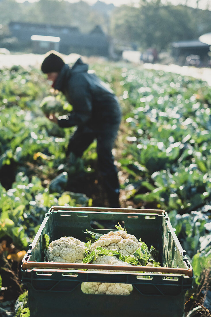 Woman standing in field, harvesting cauliflowers