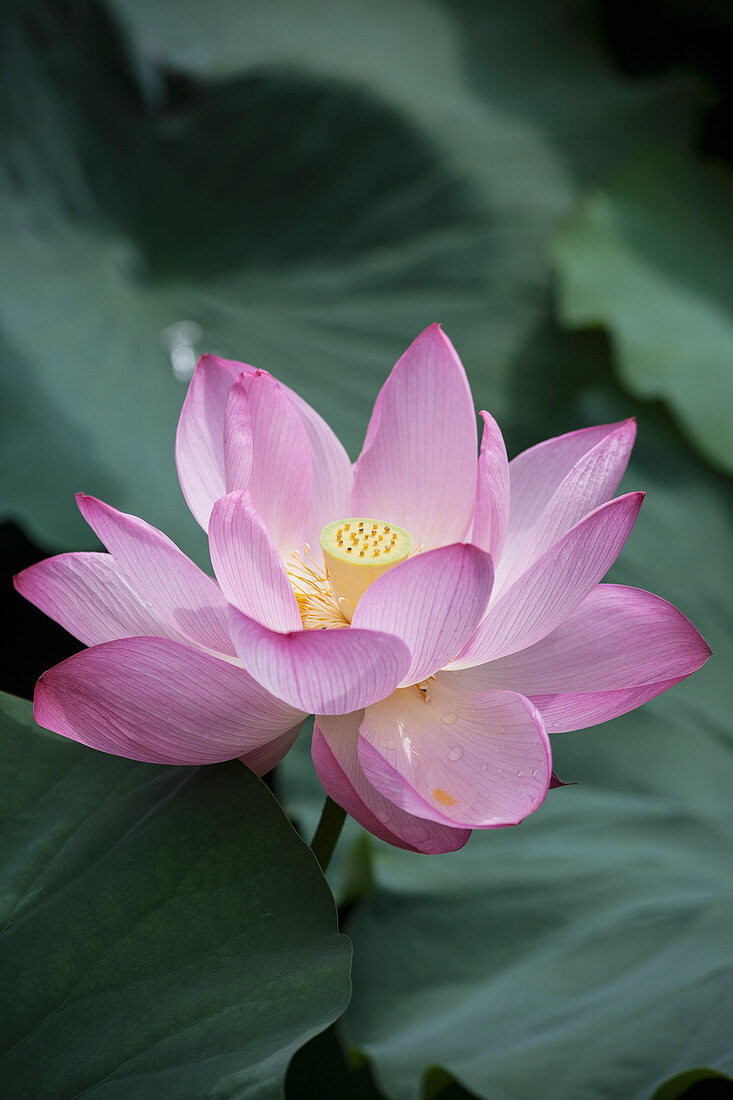 Lotus with pink flowers