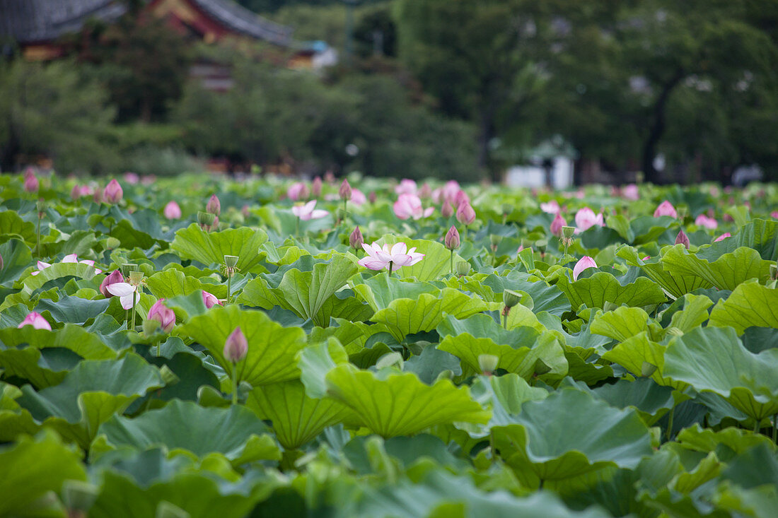 Lotus with pink flowers