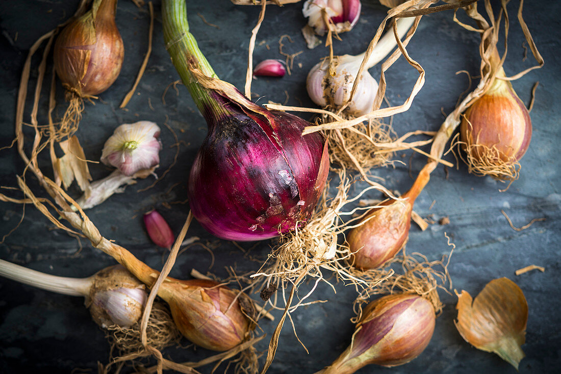 Freshly picked shallots and red onions
