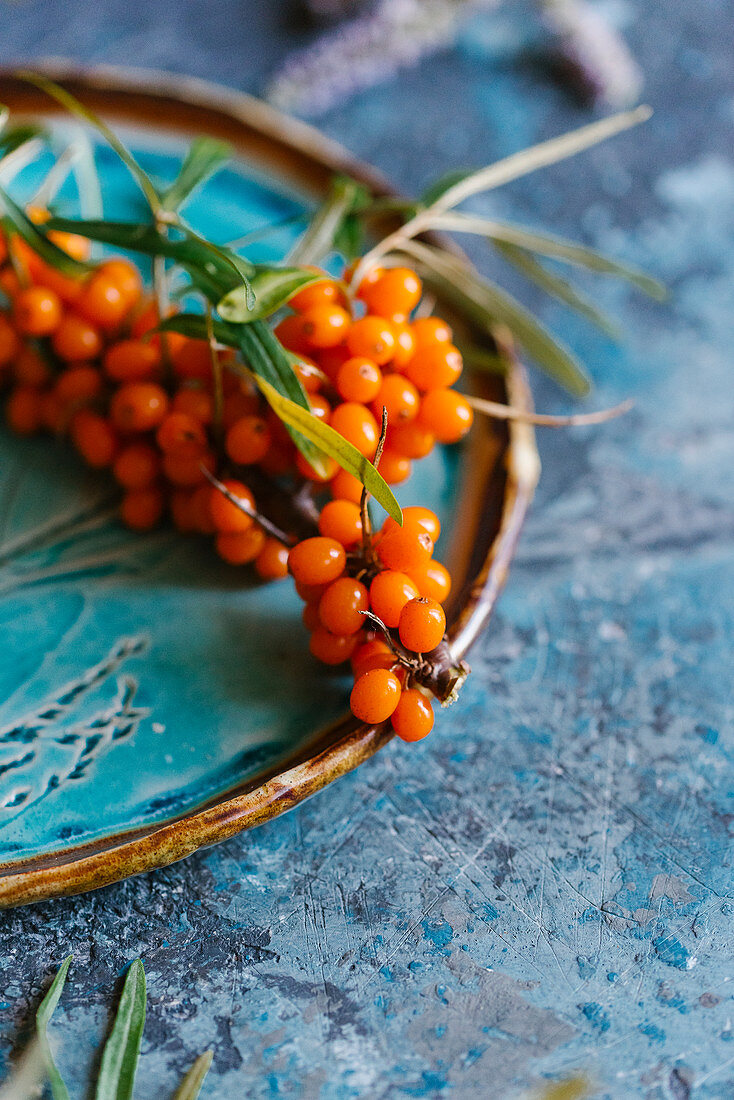 Twig sea buckthorn berries