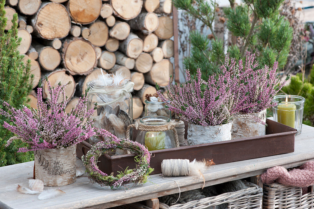 Bud blooming heather in pots covered with birch bark