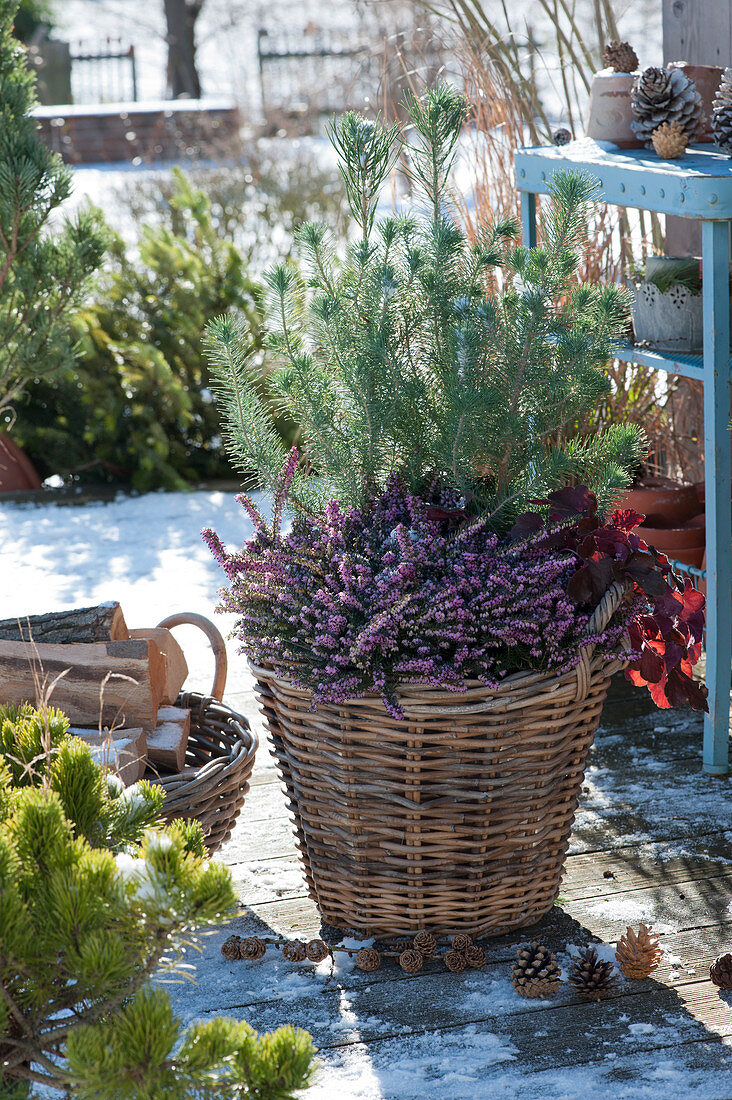 Basket planted with pine and winter heather