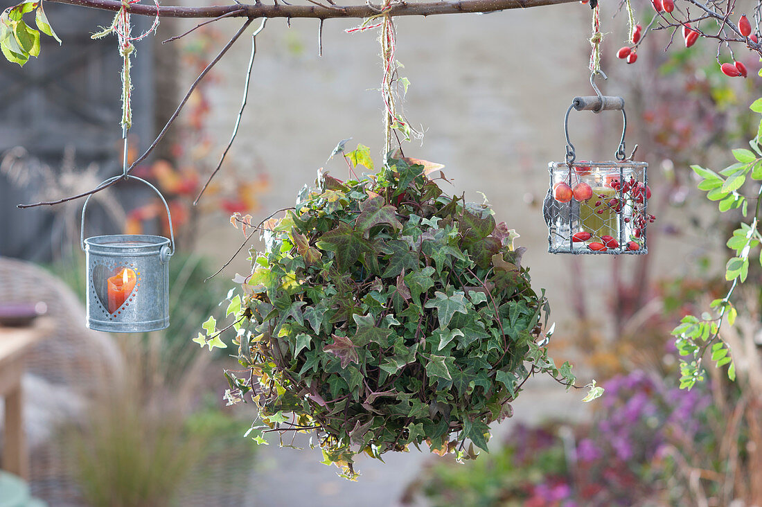 Ivy kissing ball and lanterns hanging on a branch