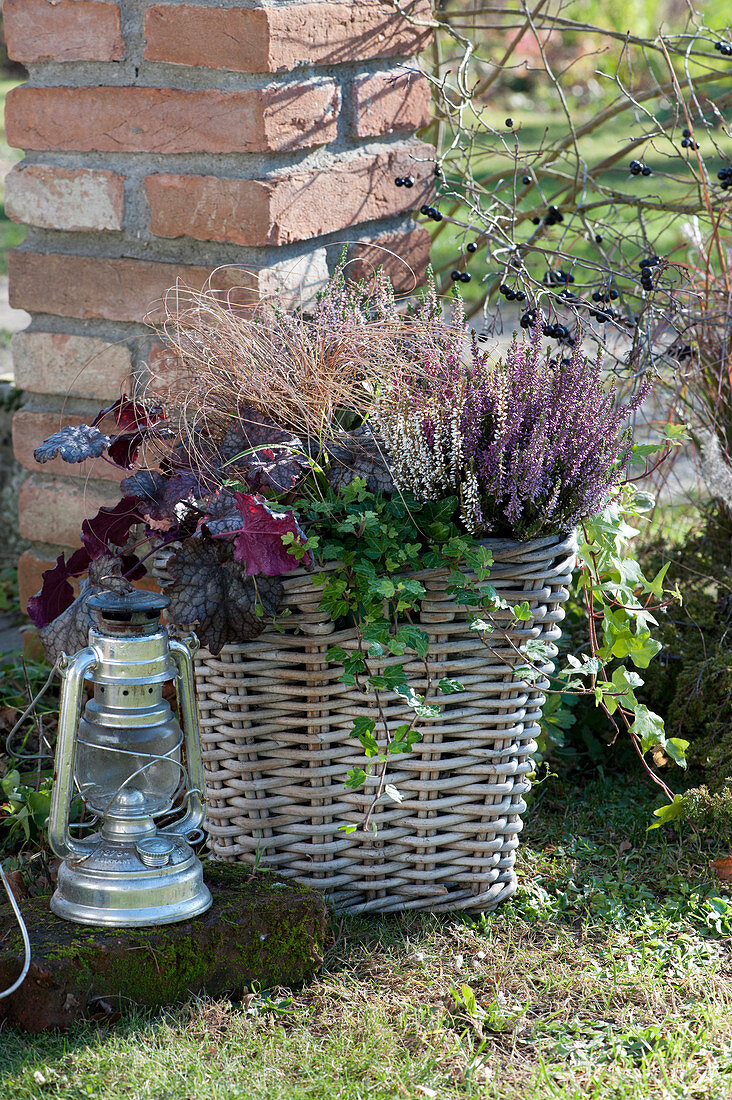 Basket with heather, ivy, coral bells and sedge