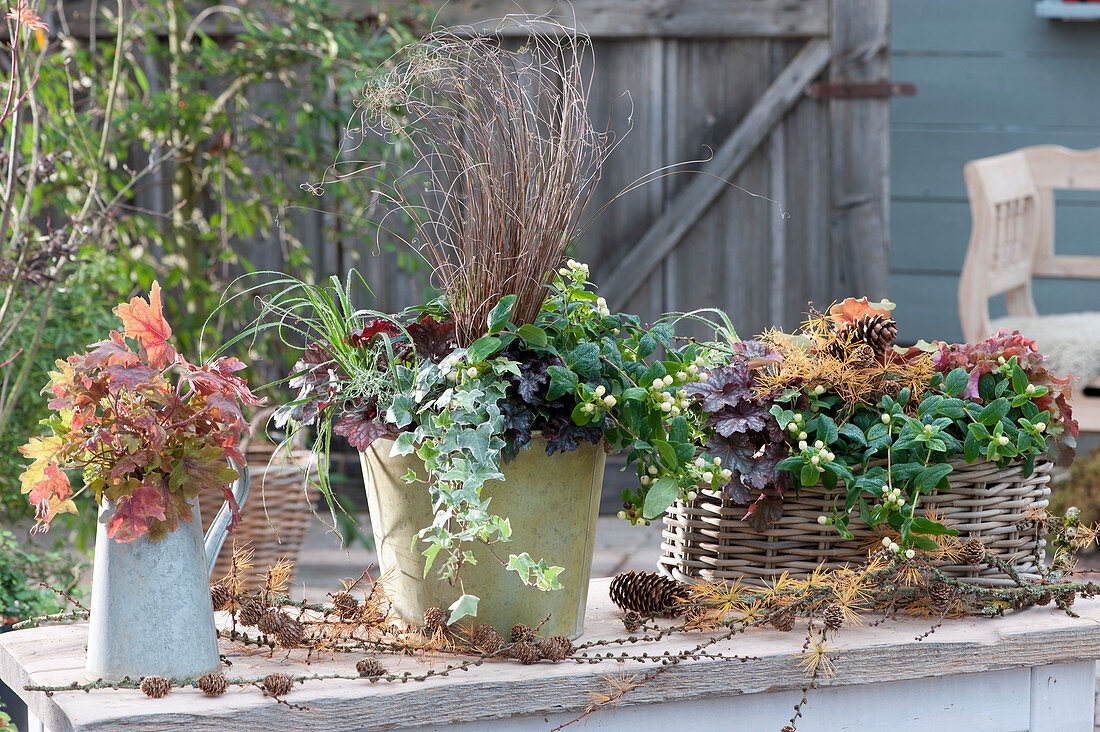 Autumnal arrangement with St. John's Wort, Magic Marbles 'Ivory', coral bells, ivy and sedge, a bouquet of leaves in a pitcher