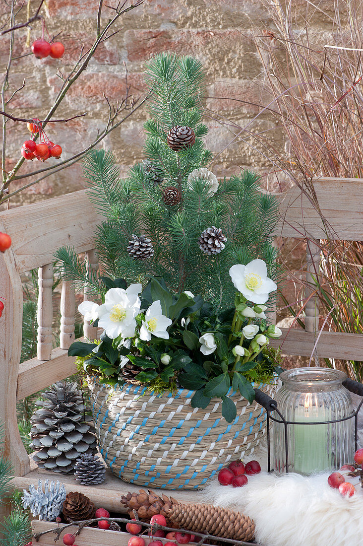 Small pine tree decorated with pinecones in a basket with Christmas roses