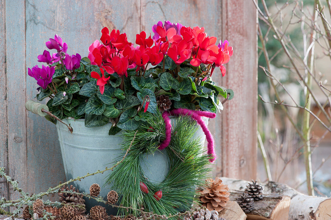 Cyclamen in a zinc tub, decorated with a pine wreath