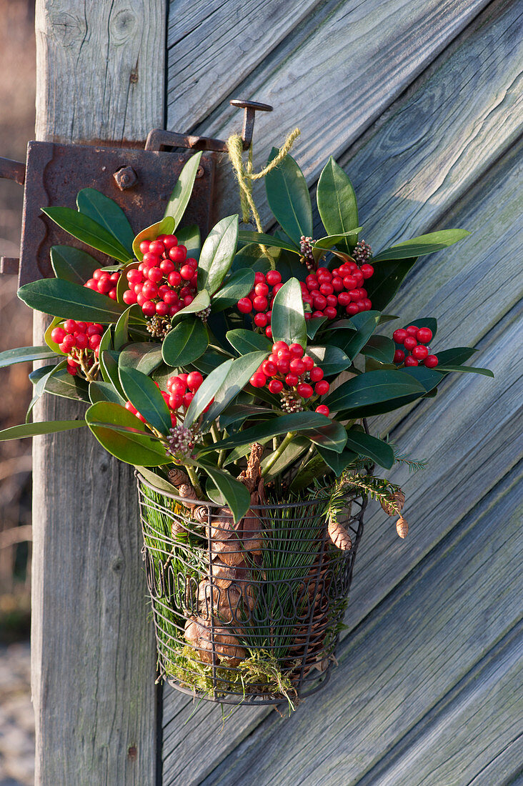 Skimmia in a wire basket with a peg on the door handle
