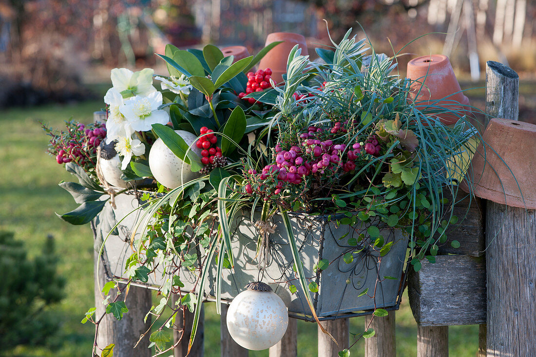 Winterly planted box with prickly heath, skimmia, Christmas rose, ivy, sedge, lavender and pohuehue, ornaments as decoration