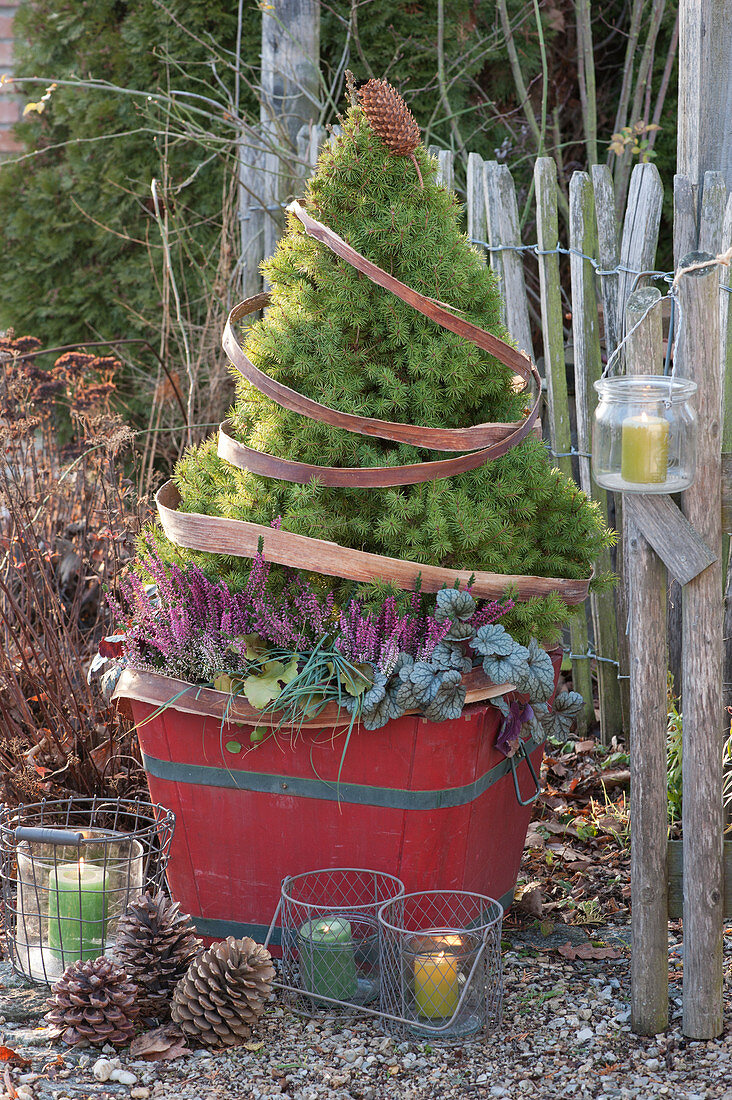 Sugar loaf spruce with budding heather and purple bells in a red wooden bucket, ribbon made of bark