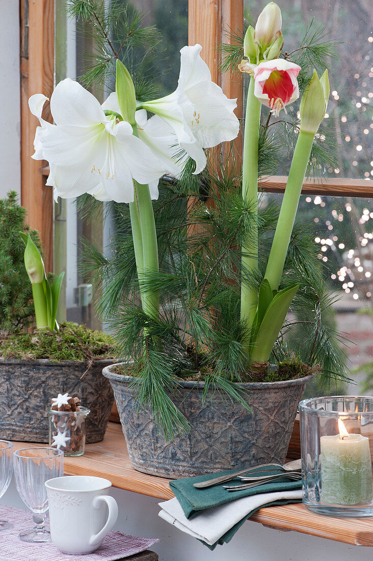 Amaryllis with pine branches in jardiniere