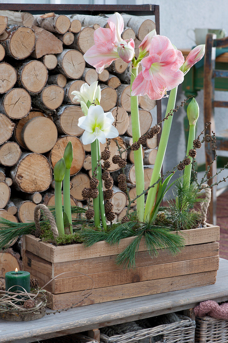Wooden box with amaryllis, decorated with conifer branches