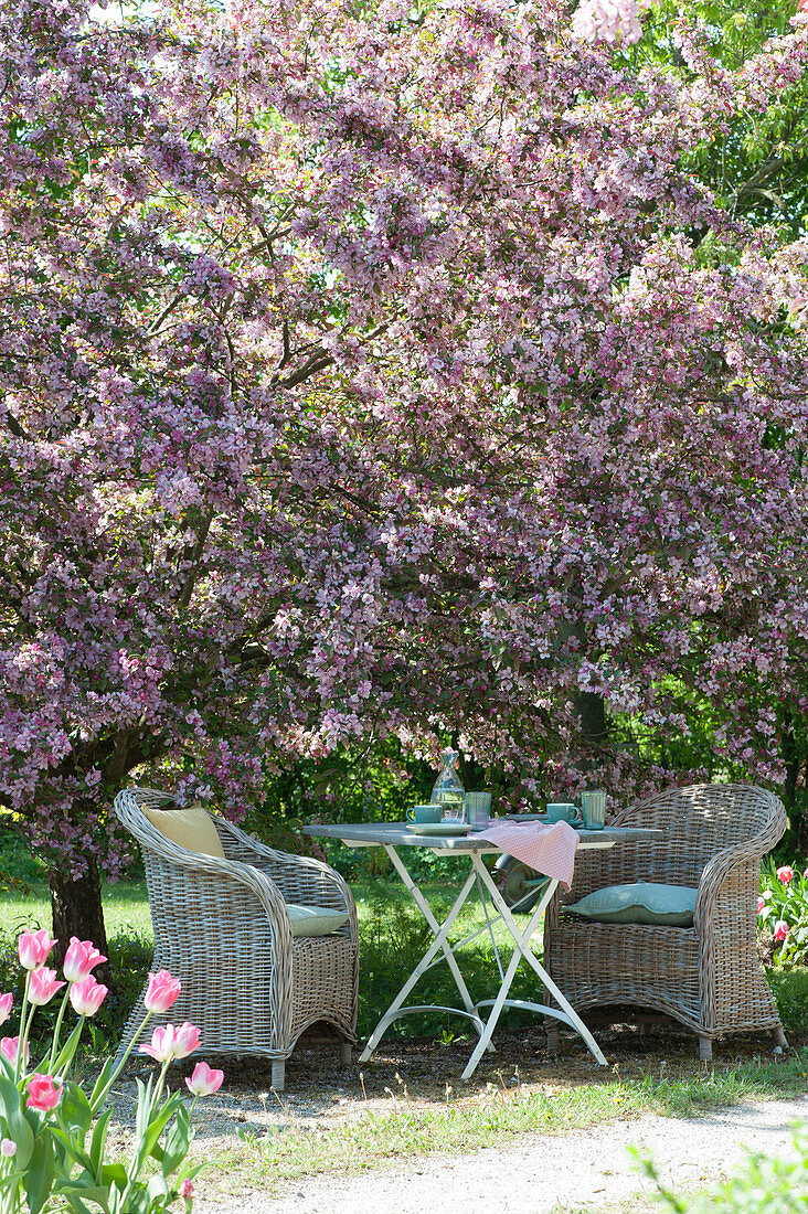 Laid table under the blooming ornamental apple tree 'Paul Hauber'