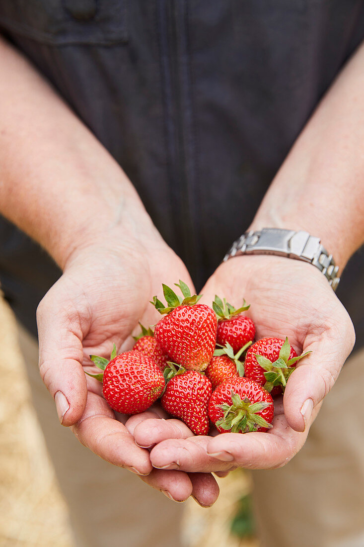 Frische Erdbeeren