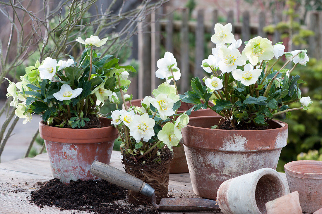 Christmas roses freshly transplanted into terracotta pots