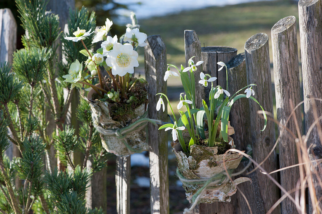 Christmas rose and snowdrop clad in bark tied to fence