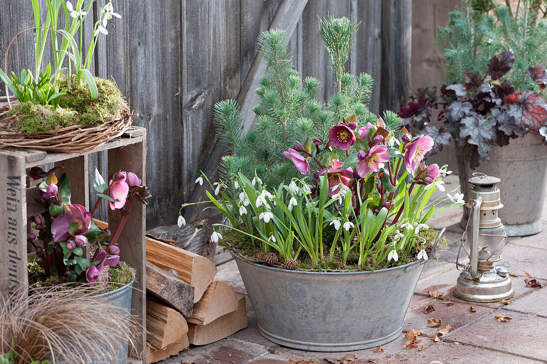 Zinc tub with spring rose, snowdrops, and pine trees