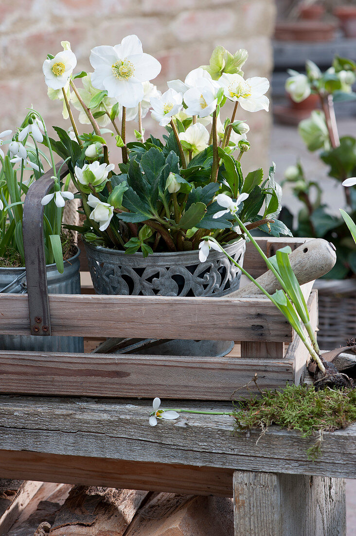 Christmas rose and snowdrops in the basket