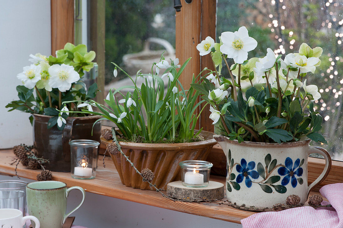 Christmas roses and snowdrops in old ceramic vessels