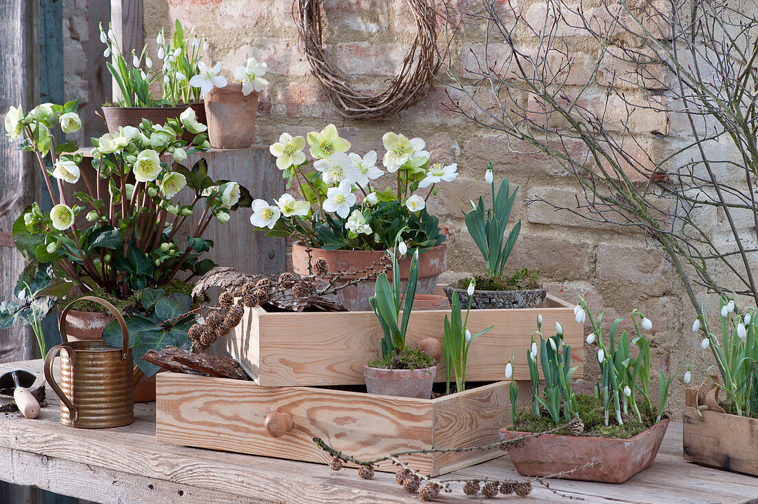 Christmas roses and snowdrops in planters and bowls