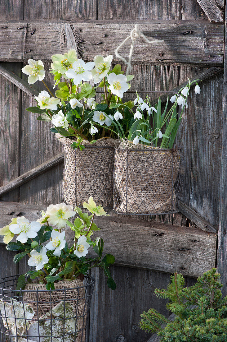 Christmas roses and snowdrops at the barn door