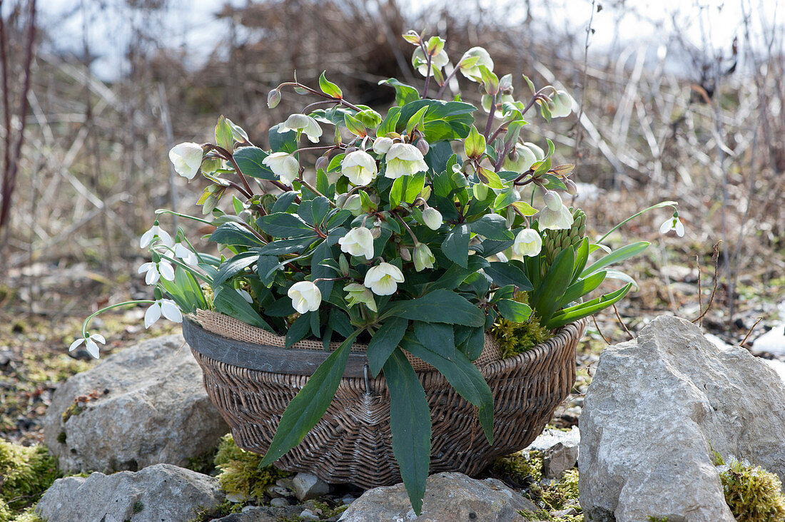 Basket with Christmas roses, snowdrops and hyacinths