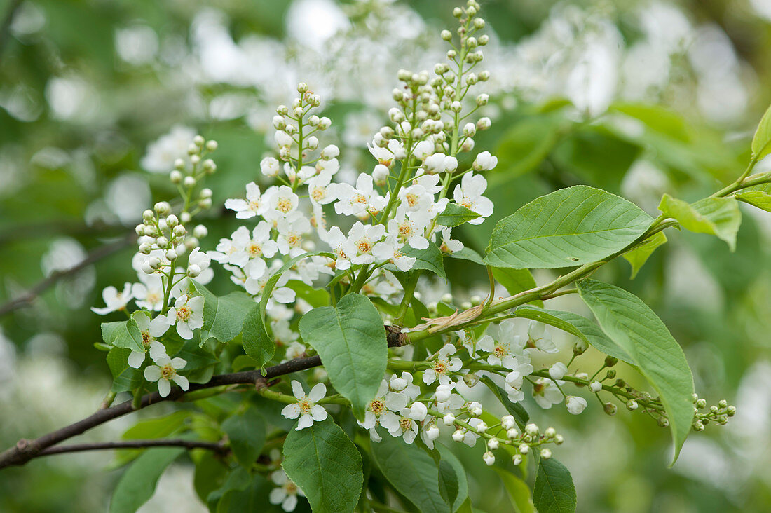 Flowering branch of bird cherry